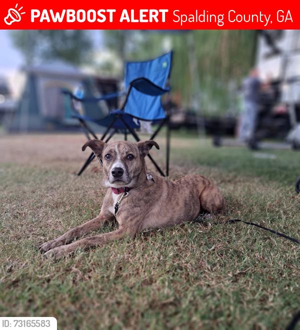 Lost Female Dog last seen Rehoboth Church and Buck Creek, Spalding County, GA 30224