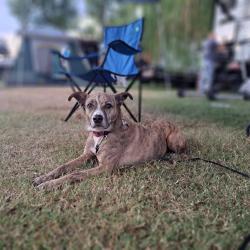 Lost Female Dog last seen Rehoboth Church and Buck Creek, Spalding County, GA 30224