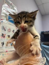 Shelter Stray Female Cat last seen Bexar County, 3353 Morningside Dr, New Braunfels, TX 78132, USA