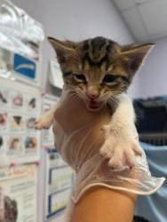 Shelter Stray Male Cat last seen Bexar County, 3353 Morningside Dr, New Braunfels, TX 78132, USA