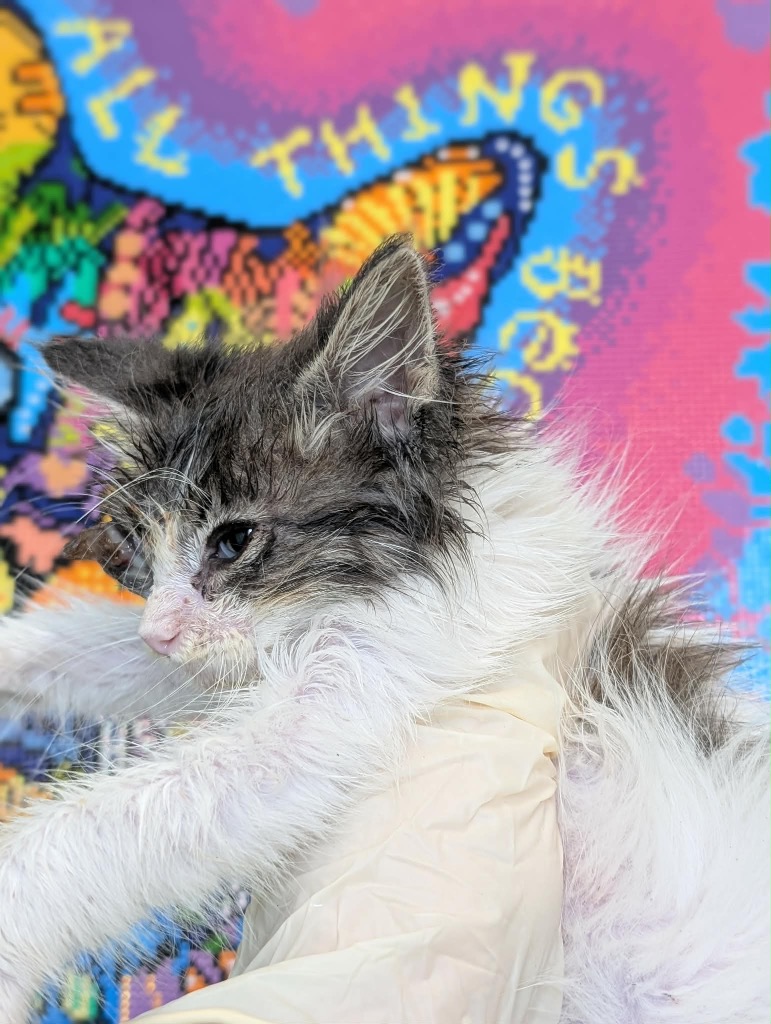 Shelter Stray Male Cat last seen Bexar County, 3353 Morningside Dr, New Braunfels, TX 78132, USA