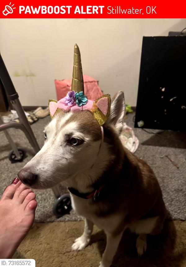 Lost Female Dog last seen Taco Bell, Stillwater, OK 74075
