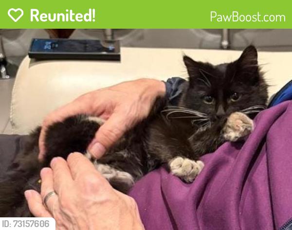Reunited Female Cat last seen Green Street, Sandton, GP 2191