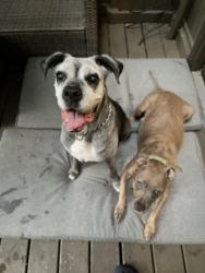 Reunited Unknown Dog last seen Brair Patch Drive, Midlothian, VA 23113