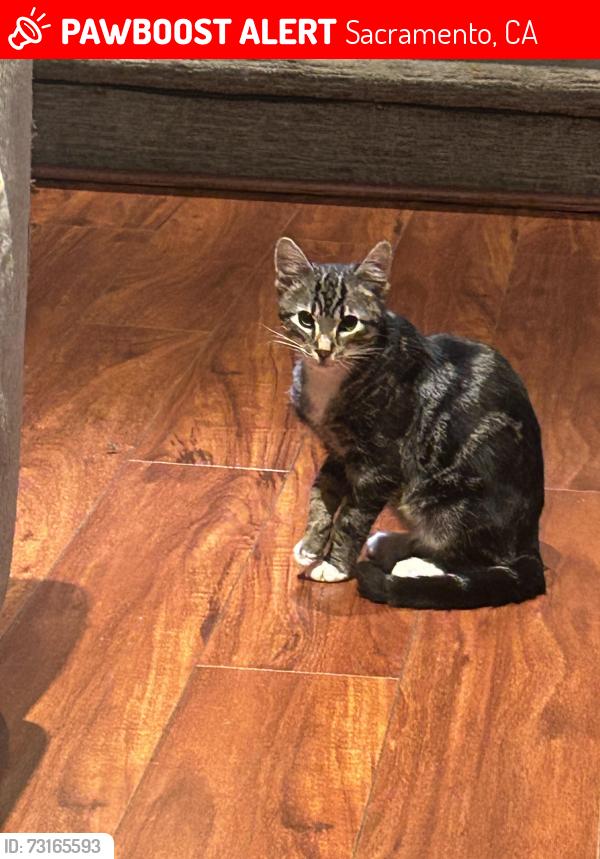 Lost Unknown Cat last seen Salmon falls, Sacramento, CA 95826