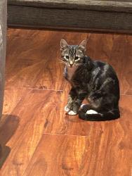 Lost Unknown Cat last seen Salmon falls, Sacramento, CA 95826