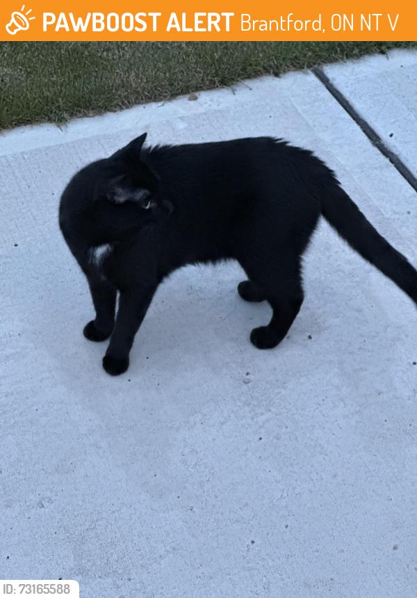 Found/Stray Unknown Cat last seen Holder drive, Brantford, ON N3T 0V1