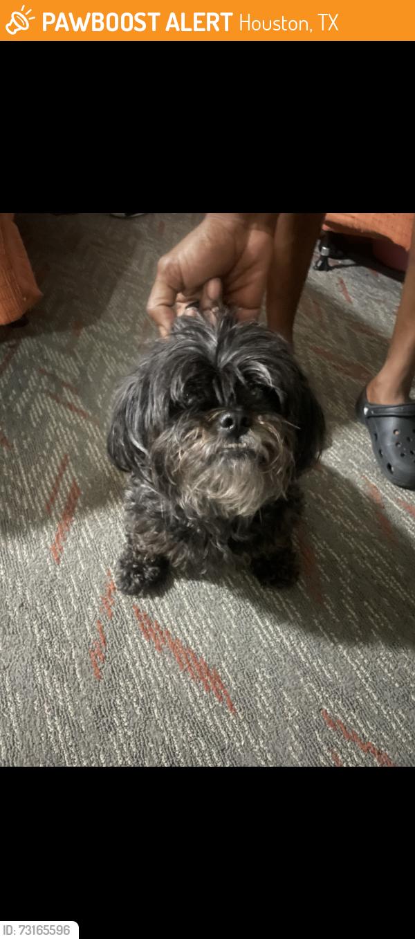 Found/Stray Female Dog last seen Office city drive and south west freeway, Houston, TX 77081