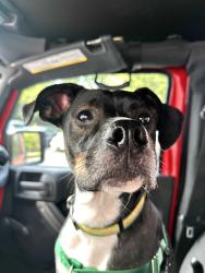Reunited Male Dog last seen Wapiti Way is the nearest cross street. Very rural., Boone, NC 28607