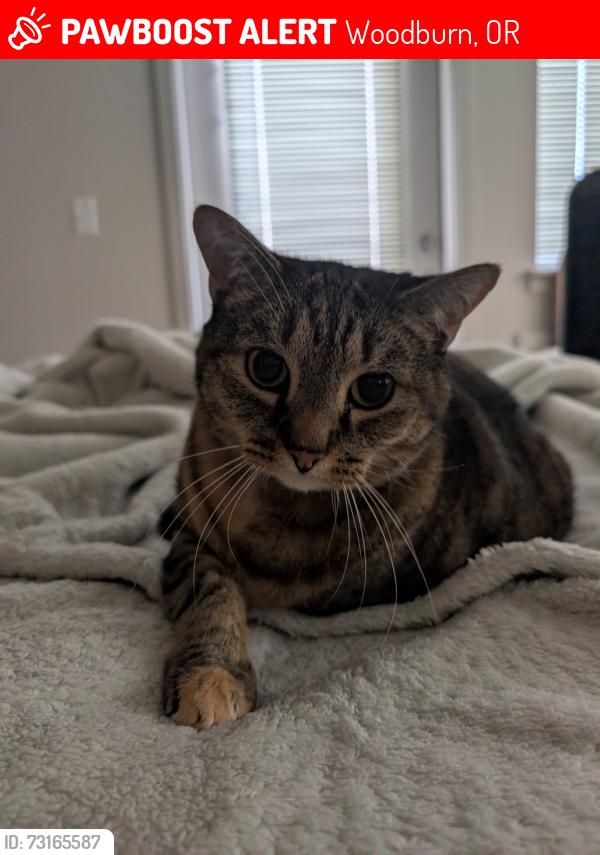 Lost Female Cat last seen N Pacific Hwy, Woodburn, OR 97071, Woodburn, OR 97071