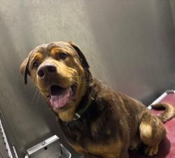 Shelter Stray Male Dog last seen , 5210 W Ave I, Lancaster, CA 93536, USA