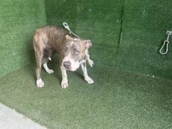 Shelter Stray Female Dog last seen , 5210 W Ave I, Lancaster, CA 93536, USA