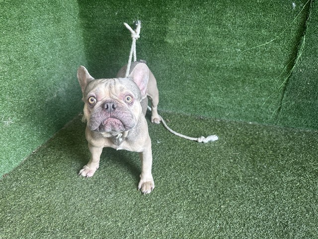 Shelter Stray Female Dog last seen , 5210 W Ave I, Lancaster, CA 93536, USA
