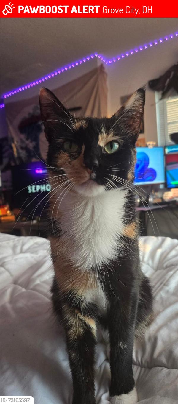 Lost Female Cat last seen Gunderman &orchard lane, Grove City, OH 43123