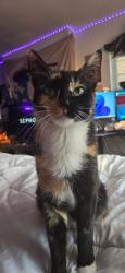 Lost Female Cat last seen Gunderman &orchard lane, Grove City, OH 43123