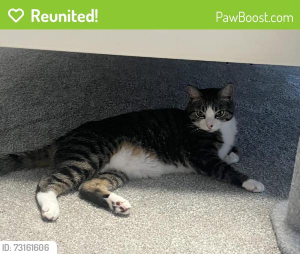 Reunited Male Cat last seen Inside our house, Hopkinton, MA 01748