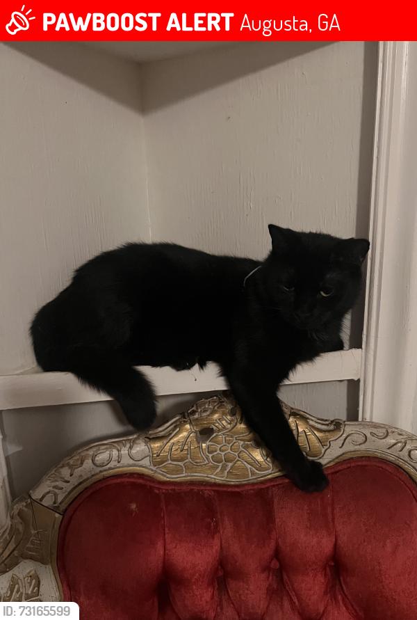 Lost Female Cat last seen Near Byrd Road, Augusta, GA 30906