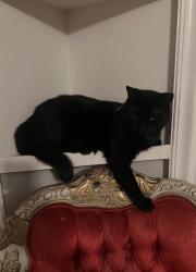 Lost Female Cat last seen Near Byrd Road, Augusta, GA 30906