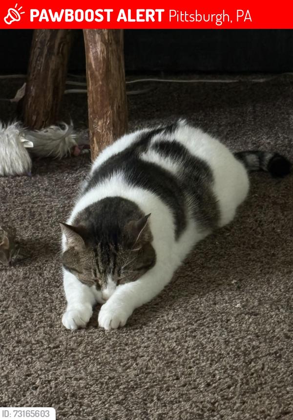 Lost Male Cat last seen Bajo street and parkwood, Pittsburgh, PA 15210