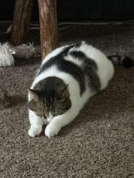 Lost Male Cat last seen Bajo street and parkwood, Pittsburgh, PA 15210