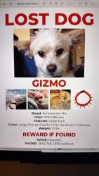 Lost Male Dog last seen Near and western Avenue, Lomita, CA 90717
