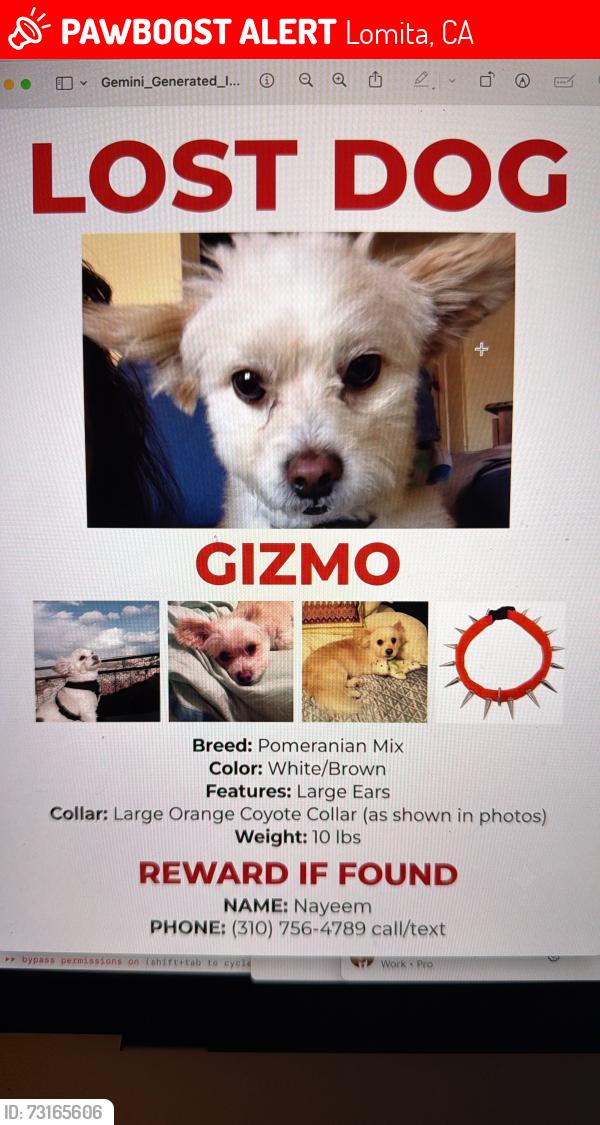 Lost Male Dog last seen Near and western Avenue, Lomita, CA 90717