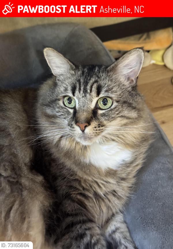 Lost Female Cat last seen Sardis & Brown Rd, Asheville, NC 28806