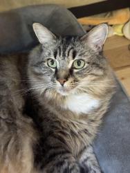 Lost Female Cat last seen Sardis & Brown Rd, Asheville, NC 28806