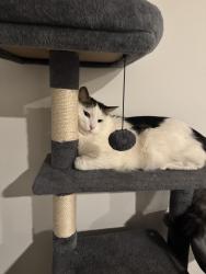 Lost Male Cat last seen Prosperity ridge rd and prosperity crossing, Charlotte, NC 28269