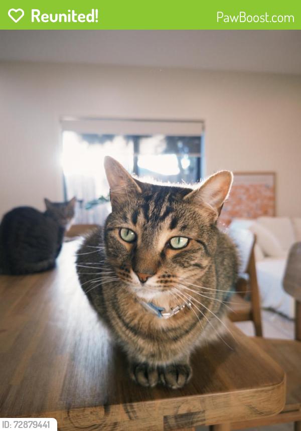 Reunited Male Cat last seen Near Kendall St, Nunawading, VIC, Nunawading, VIC 3131