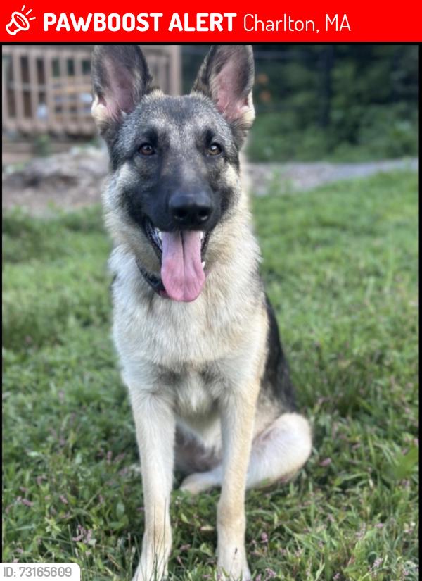 Lost Female Dog last seen Near potter village rd, Charlton, MA 01507