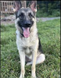 Lost Female Dog last seen Near potter village rd, Charlton, MA 01507