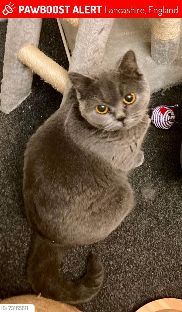Lost Female Cat last seen Beech Street, Barnoldswick, Lancashire, England 