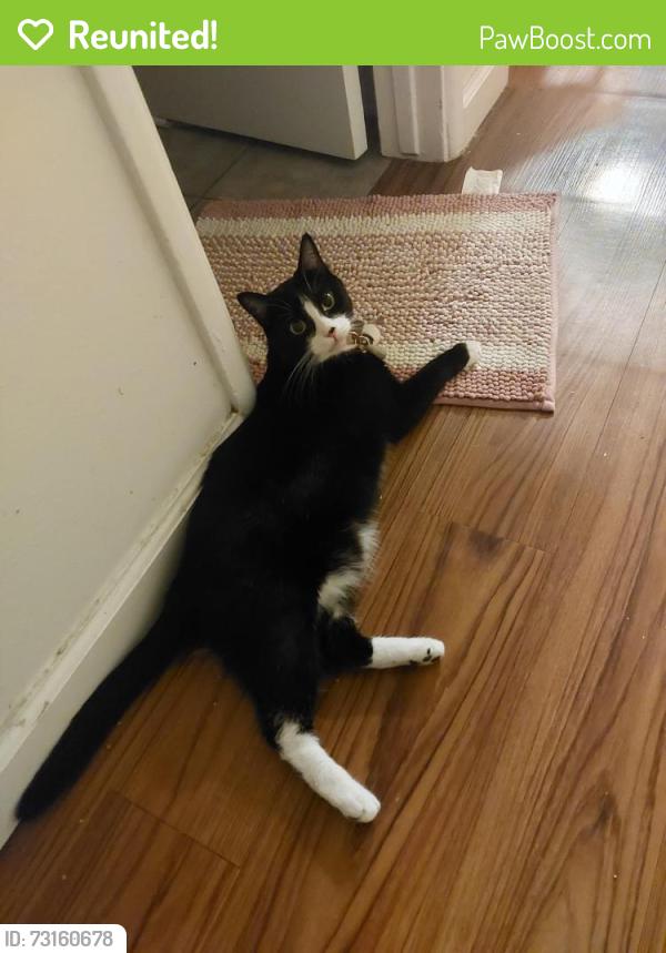 Reunited Female Cat last seen S Euclid St and Lambert Rd, La Habra, CA 90631