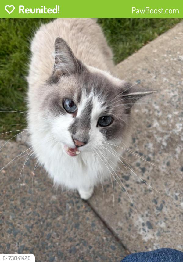 Reunited Unknown Cat last seen Essex lane and Radcliffe Dr, Halifax, NS B3S 1E3