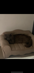 Lost Male Cat last seen Ambassador Dr Lithia springs, Lithia Springs, GA 30122