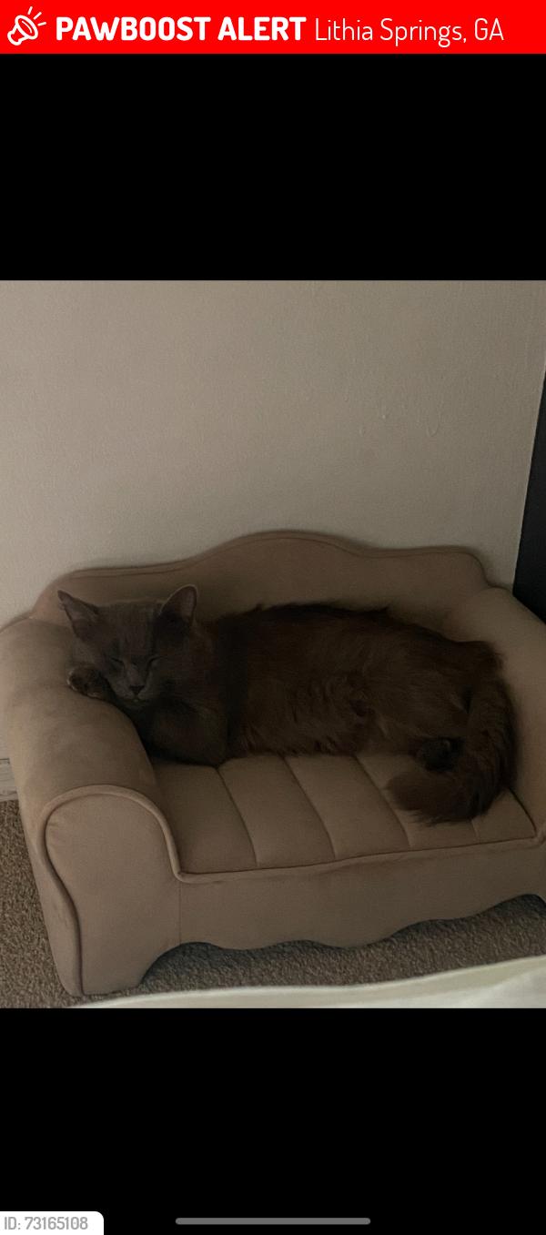 Lost Male Cat last seen Ambassador Dr Lithia springs, Lithia Springs, GA 30122