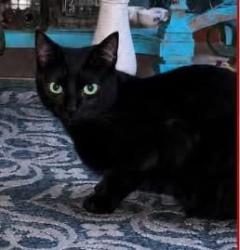 Lost Male Cat last seen 25 Mile and Mound, Shelby Township, MI 48316