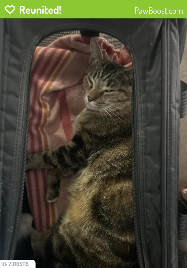 Reunited Female Cat last seen Near coachwhip rd, Brampton, ON L6R 1X8
