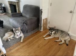Reunited Unknown Dog last seen Near s 7200 w, 3500s 7200 w, West Valley City, UT 84128