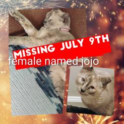 Lost Female Cat last seen College and waltershield, Cheyenne, WY 82007