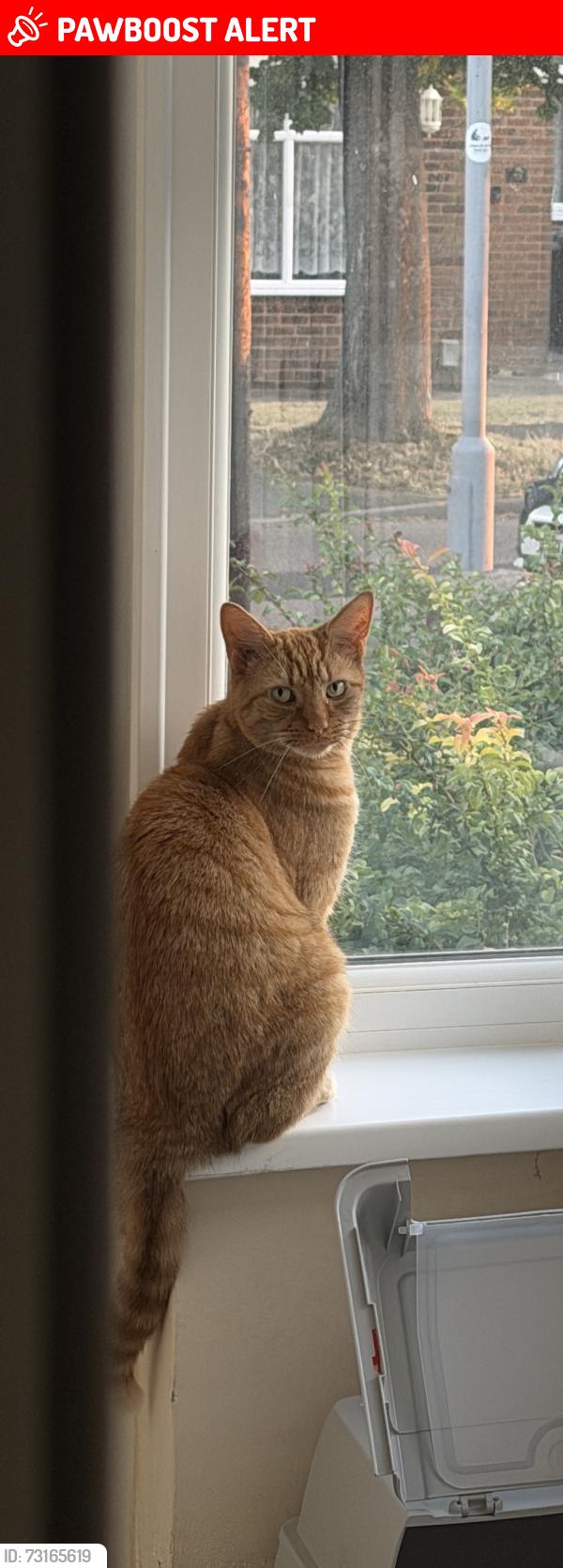 Lost Male Cat last seen Primary school, Luton, England LU3 3EW