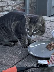 Found/Stray Unknown Cat last seen Near and Hayes, Shelby Township, MI 48316