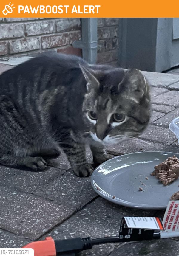Found/Stray Unknown Cat last seen Near and Hayes, Shelby Township, MI 48316