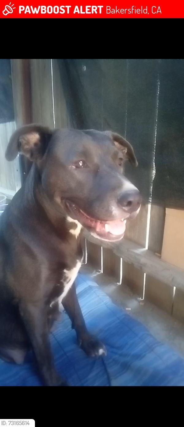 Lost Female Dog last seen She was taken from Bakersfield and I was told she is going to Florida by a 501C licence rescue, Bakersfield, CA 93309
