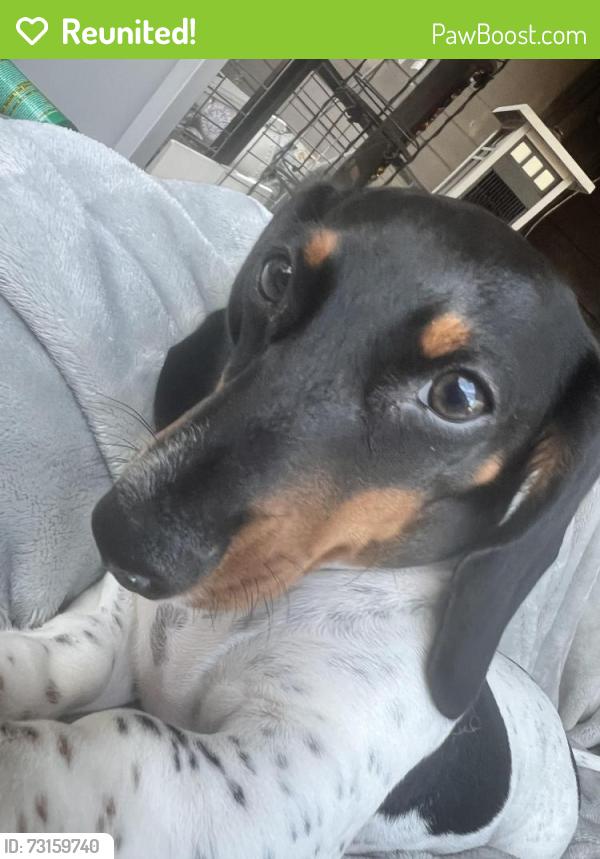 Reunited Male Dog last seen Lockwood Ridge and Oak Run Dr, Sarasota, FL 34243