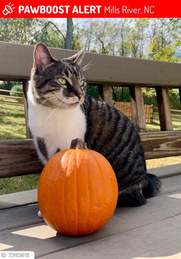 Lost Female Cat last seen Kingfisher Ln and Beaver Dam Dr, Mills River, NC 28759