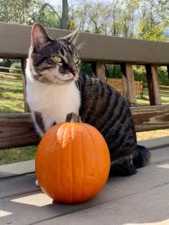 Lost Female Cat last seen Kingfisher Ln and Beaver Dam Dr, Mills River, NC 28759