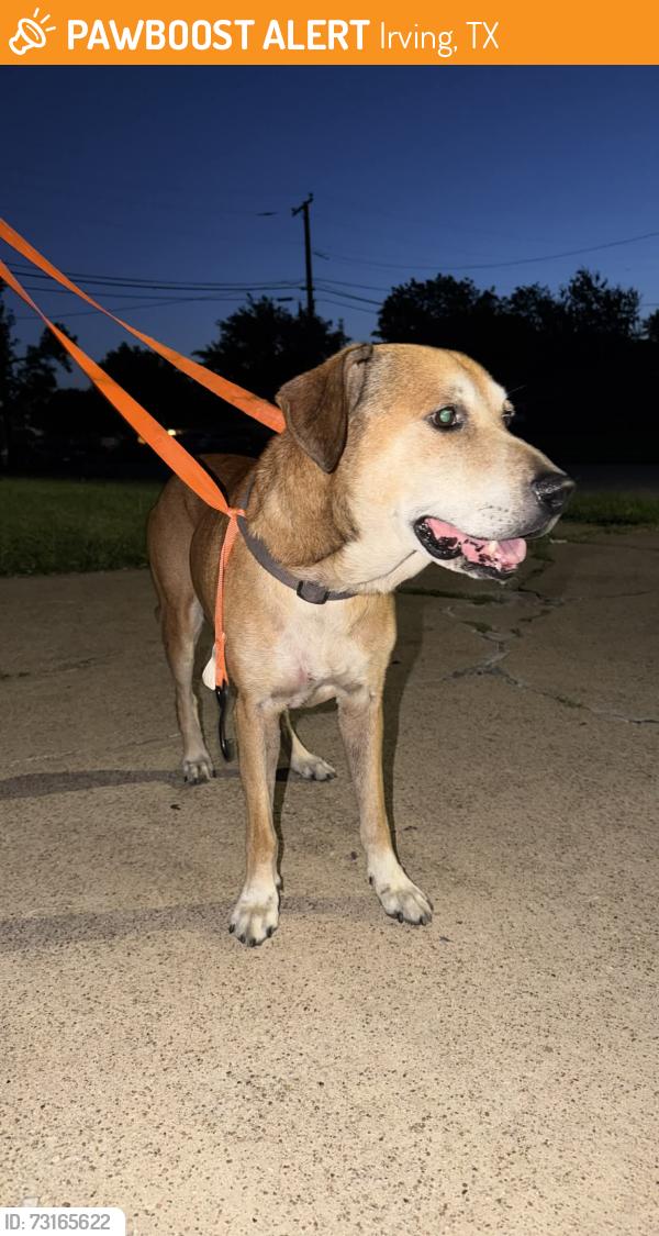 Found/Stray Male Dog last seen Northgate dr and Hardvart st, Irving, TX 75062