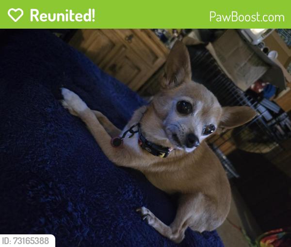 Reunited Female Dog last seen Near whedbee st 80524, Fort Collins, CO 80524